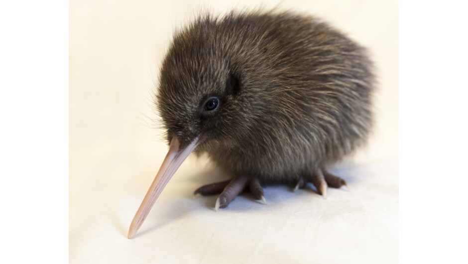 Come and meet Swifty and sponsor a Kiwi chick - make a difference for future generations.