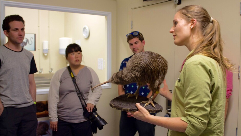 Meet our Kiwi Rangers and learn about what is involved in hatching the world's rarest kiwi.