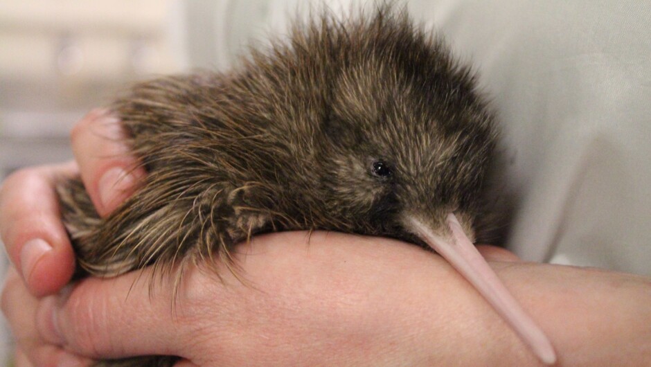 Get up close and personal with our beautiful kiwi.