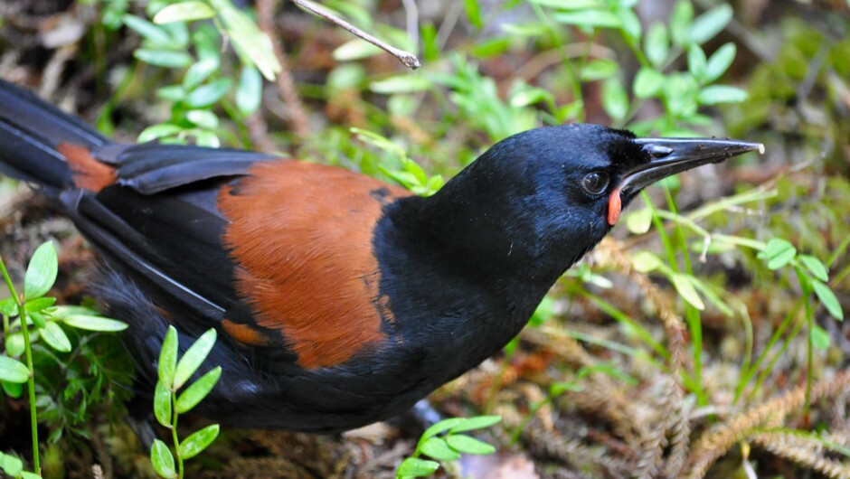 South Island Saddleback