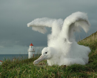 Royal Albatross Centre | Activities & Day Trips in Dunedin, New Zealand