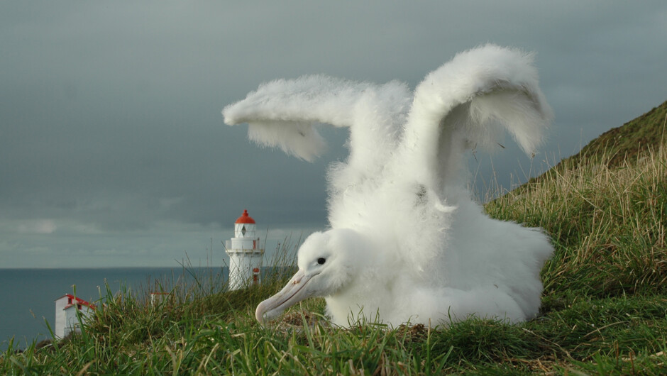 Royal Albatross Chick at Taiaroa Head