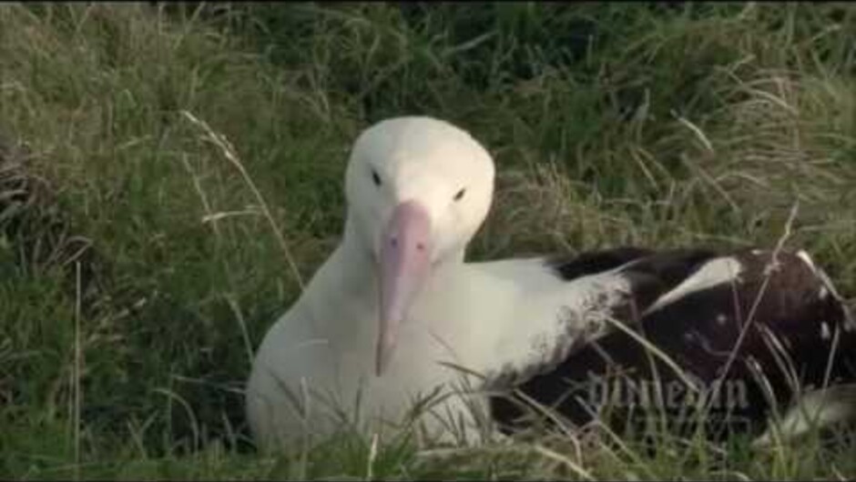The Royal Albatross Centre at Taiaroa Head. Your only chance to see Royal Albatross in a mainland colony.