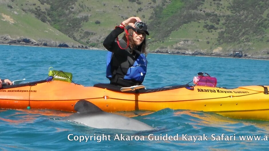 すぐそばまで来ることも