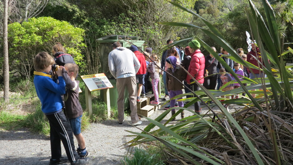 Visitors look for Geckos at Zealandia
