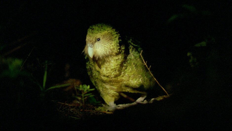 Kākāpō (screenshot from Ata Whenua - Shadowland)