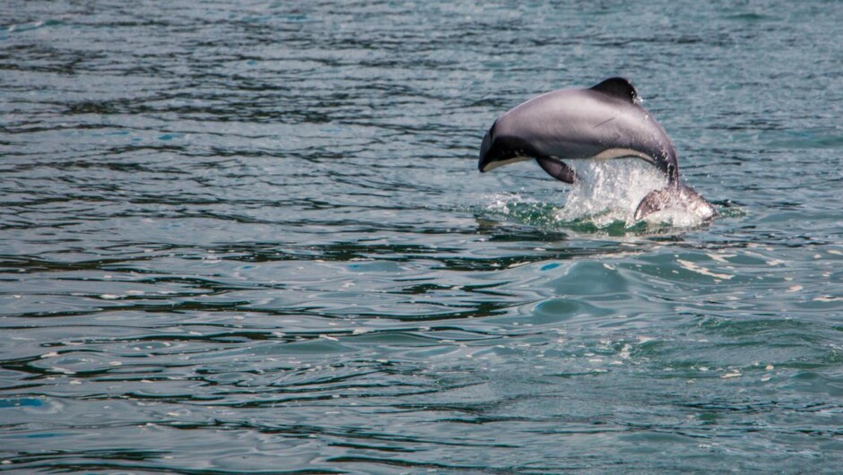 Swim with Hectors dolphins in Akaroa.