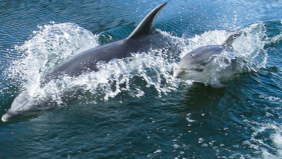 Swim with the dolphins in Kaikoura.