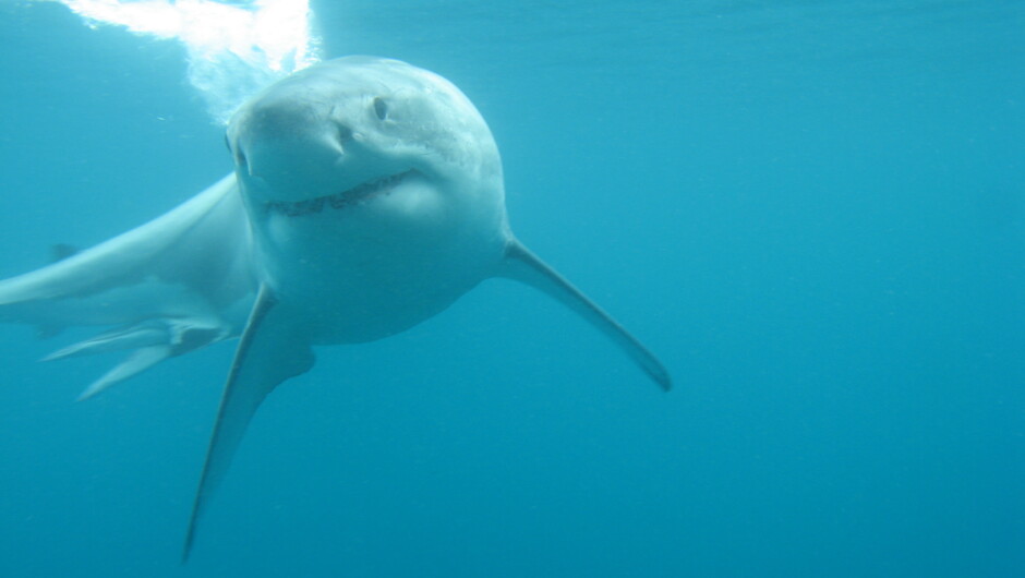 Great White Shark