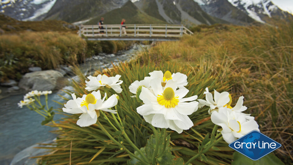 Gray Line Mount Cook Day Tour lillies