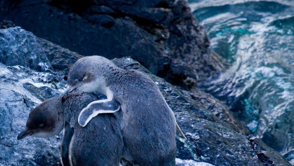 Comforting each other. Social moments are very important for penguins.