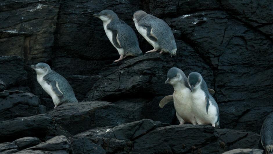 Little penguins socialising, it's happy hour.