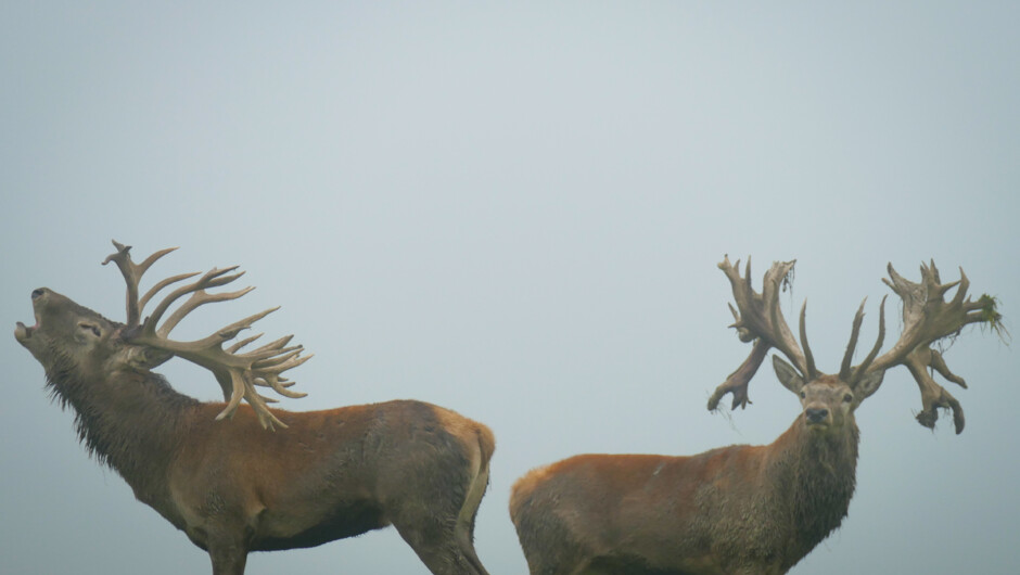 The Red Stag "Roar" during March and April is an incredible experience for any hunter, similar to the roar of a lion.