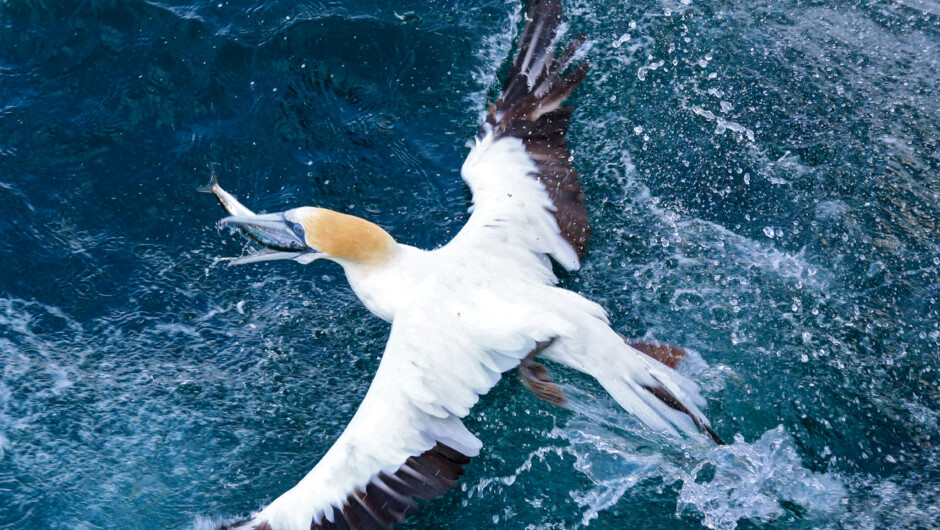 Australasian Gannets are spectacular to watch, achieving speeds of up to 140 km/h as they strike the water. The Hauraki Gulf is a globally significant bird-watching hotspot, with over 25% of the world's seabird species seen here.