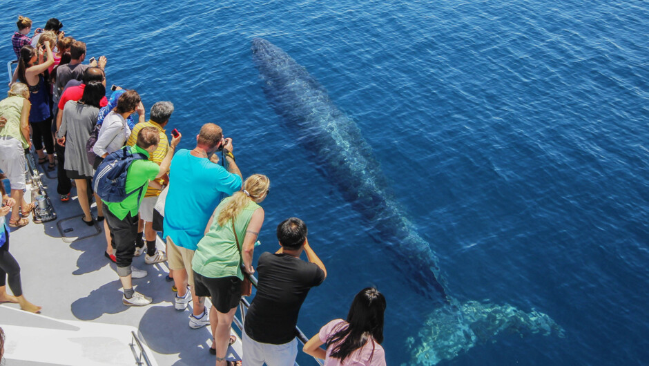 Our large and comfortable catamaran the 'Dolphin Explorer' is purpose-built for incredible up-close viewing of wildlife.