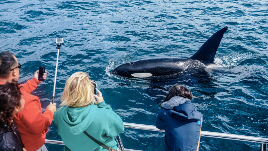 Orca visit the Gulf year round in small pods of 5 – 15 animals. These distinctive black and white toothed mammals are actually the largest member of the dolphin family.