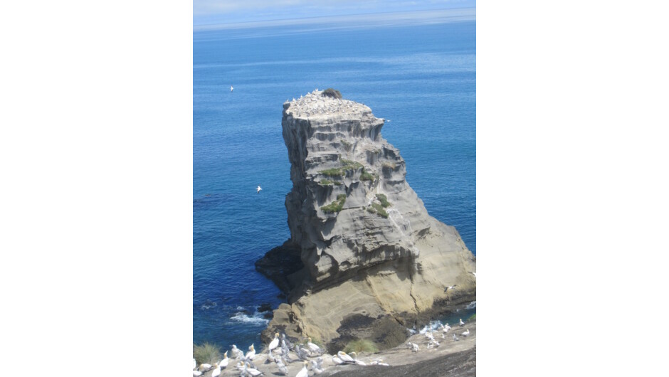 Wild West Coast and gannet colony