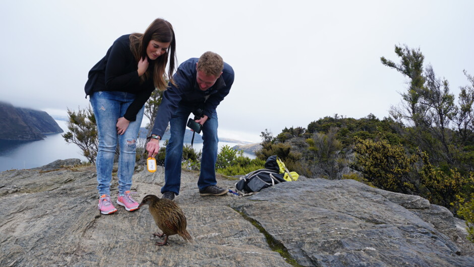 Greeting the cheeky Buff Weka - Mou Waho Island