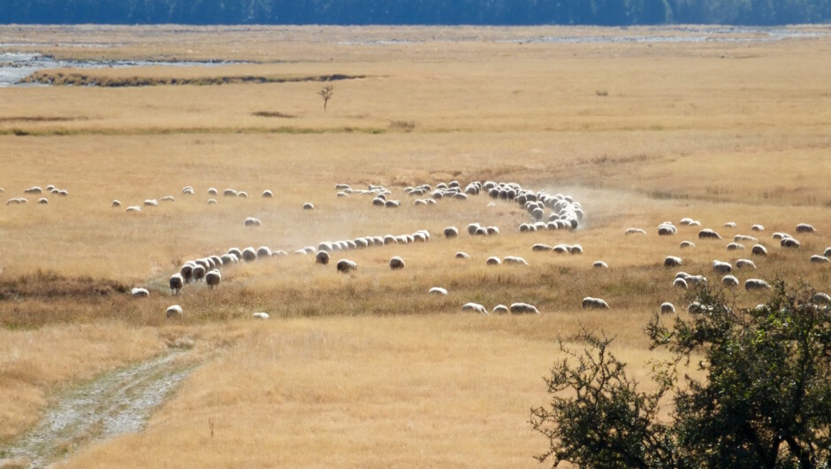 Sheep in the Dart River Valley