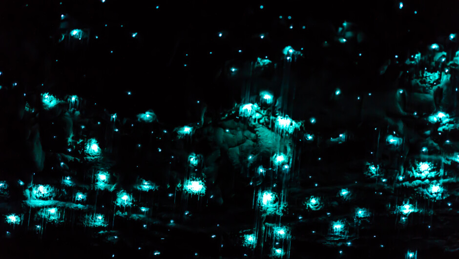 Sparkling GlowWorms, both up close and at a distance in their thousands upon thousands.