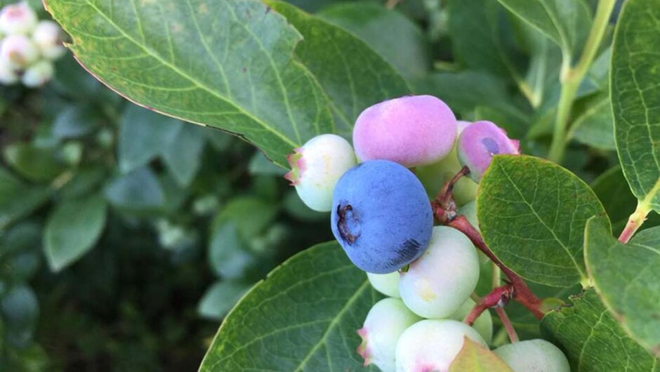 Pick Your Own blueberries