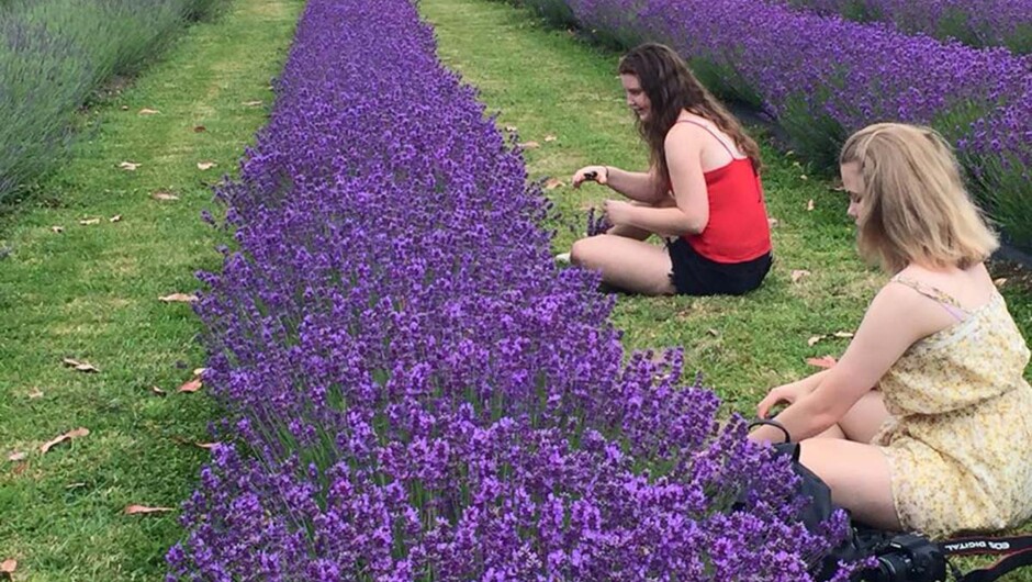 Pick Your Own lavender
