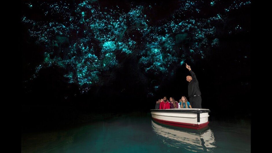 Discover the Waitomo Glowworm Caves, NZ's natural highlight. World renowned and a magnet for both local and overseas visitors, the Waitomo Glowworm Caves occupy a high place in your vacation wish-list. The glow worm, Arachnocampa luminosa is unique.