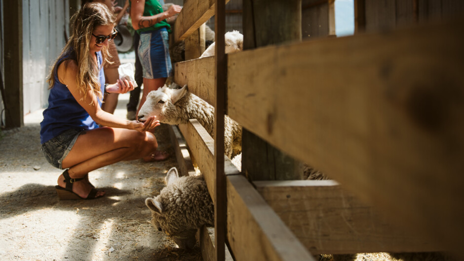 Feeding the sheep at the farm
