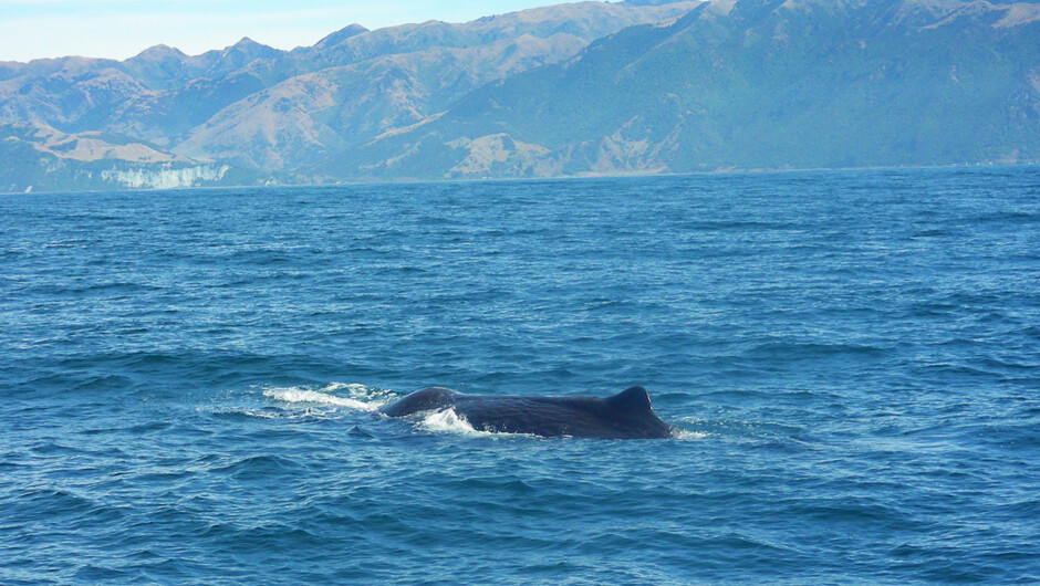 Whale Watching Kaikoura