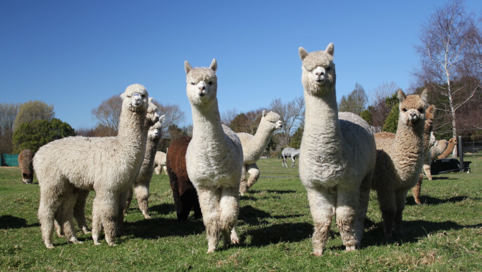 Alpacas
