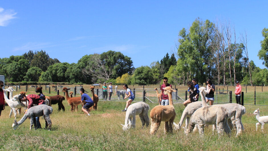 Alpaca farm tour