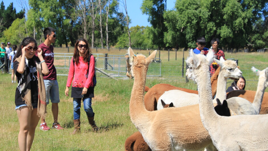 Alpaca farm tour