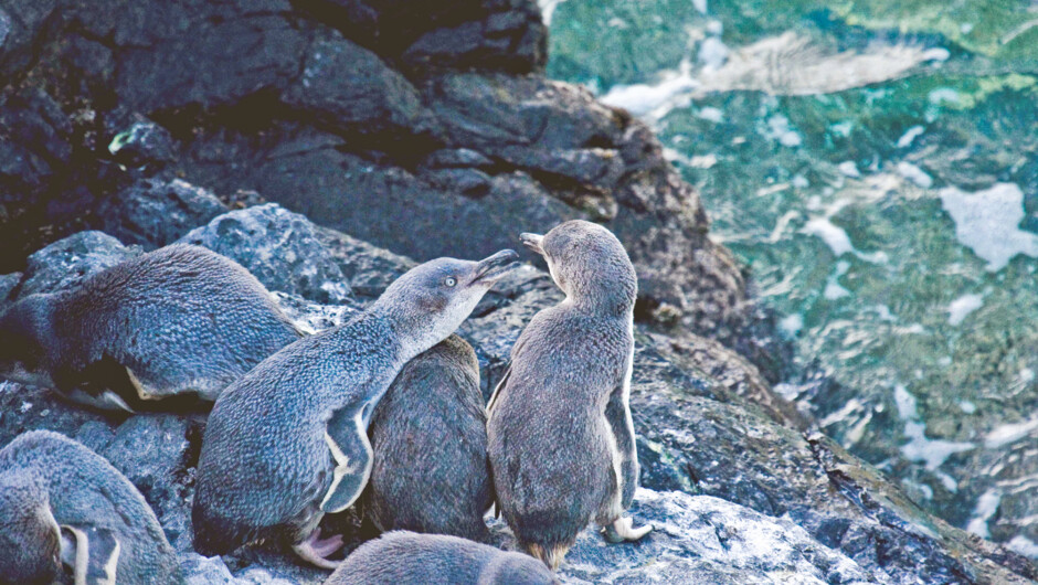 White flippered penguin socialising on the rocks