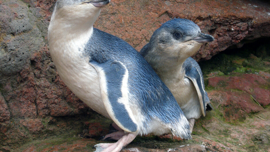 2 white flippered penguin chicks heading to sea
