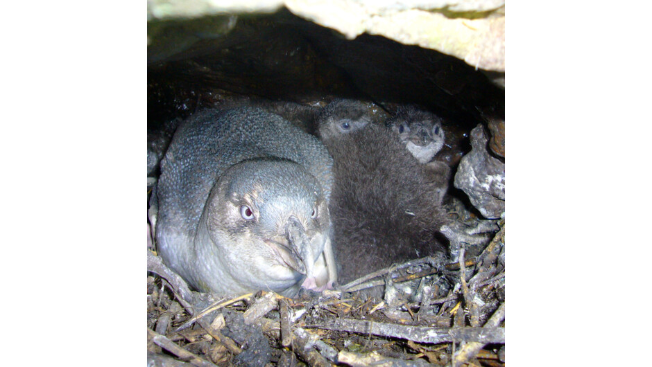 Adult nesting with 2 chicks at the back. Photo taken during our monitoring program of nesting sites.