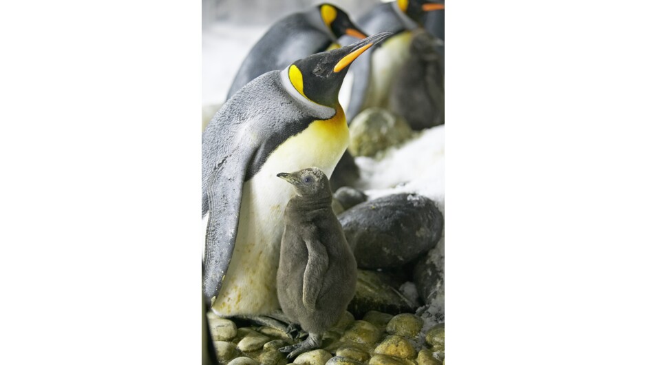 King Penguin &amp; chick