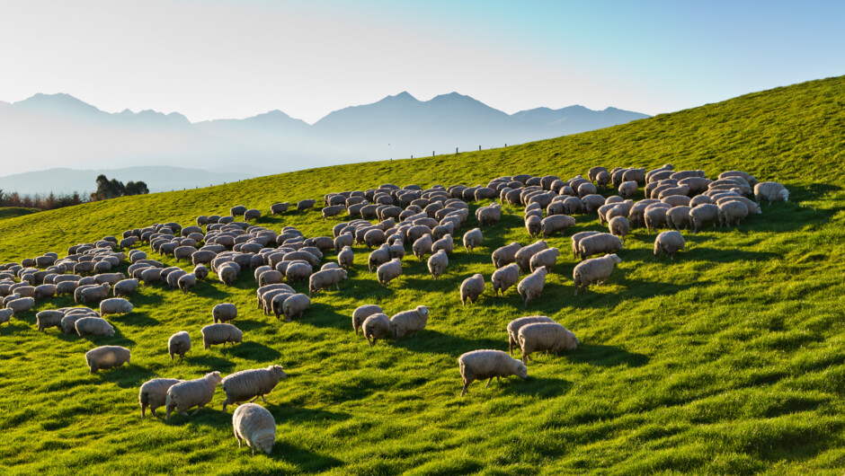 Sheep grazing on the farm in front of Cabot Lodge.