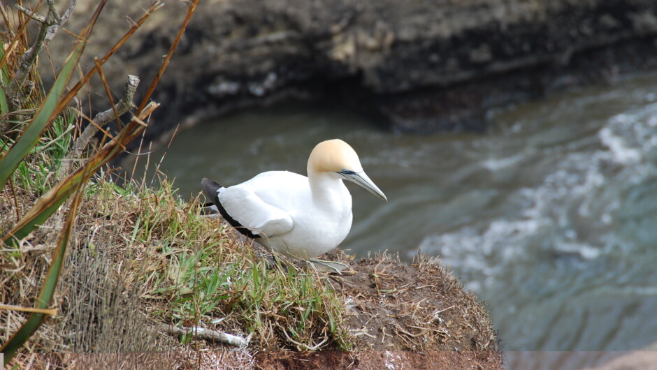 Lone Gannet - Second widest wing span for a sea bird