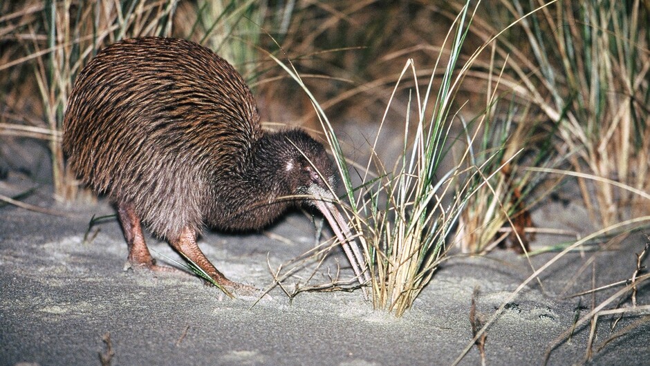 Evening kiwi spotting at Mamaku Point Conservation Reserve to search for Stewart Island Brown Kiwi (Tokoeka) in the wild
