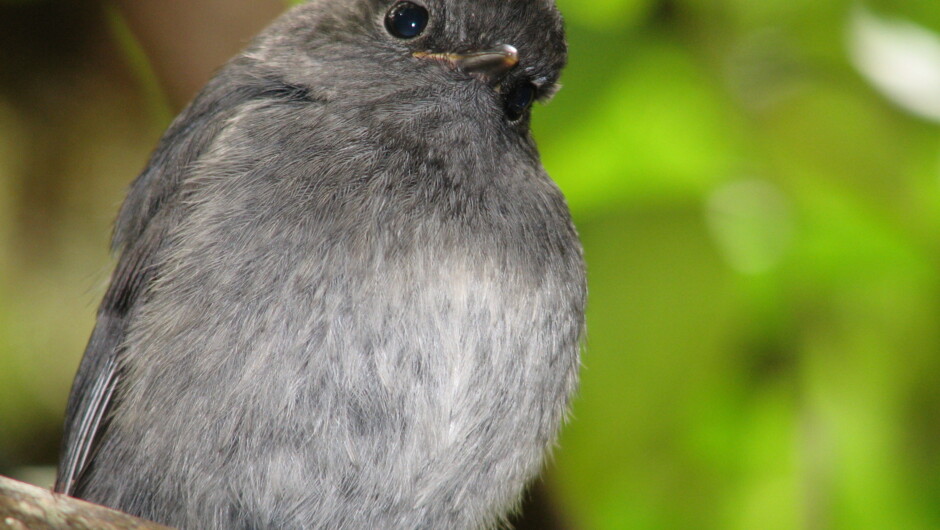Stewart Island Robin on Ulva Island