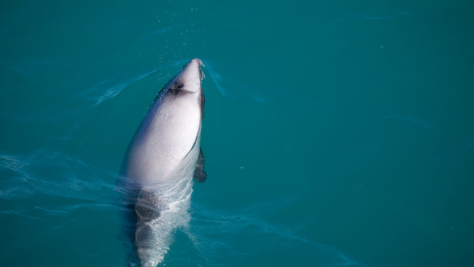 Hector dolphin gliding by our kayak.
