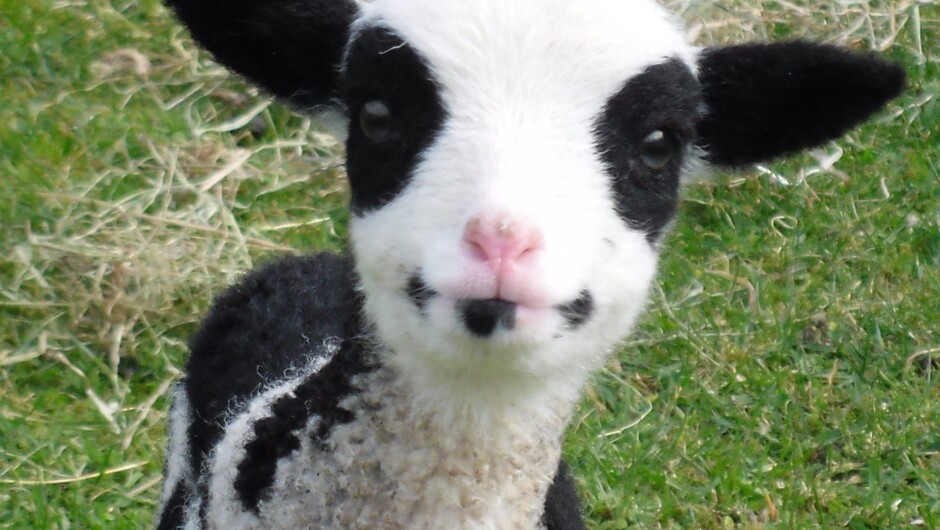 Lambs arrive from July.