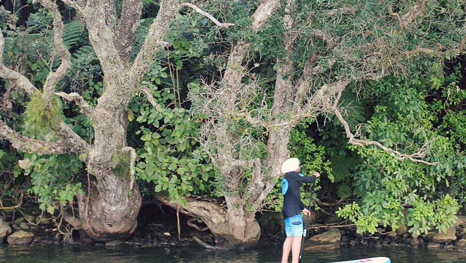 Pohutukawa tress along the edge.