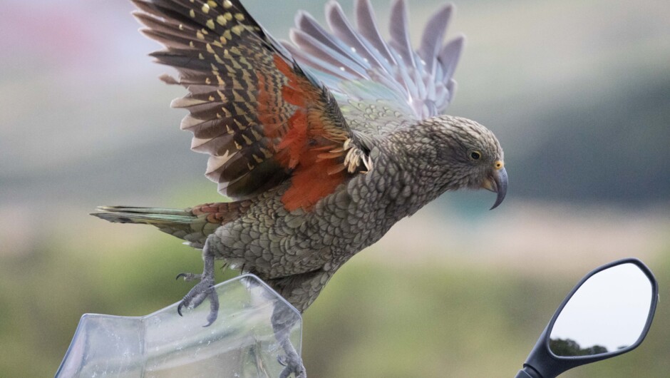 The World's only alpine Parrot and only in New Zealand.