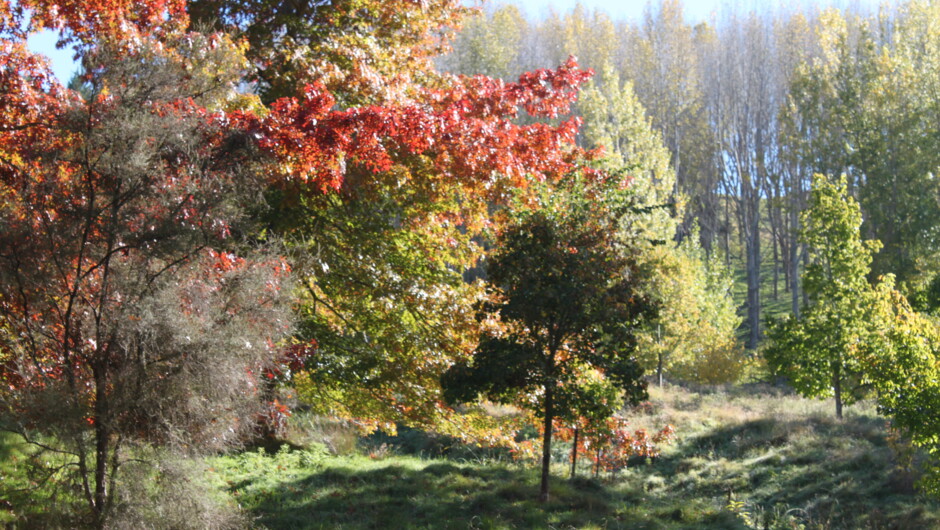 Beautiful Eastwood Arborituim