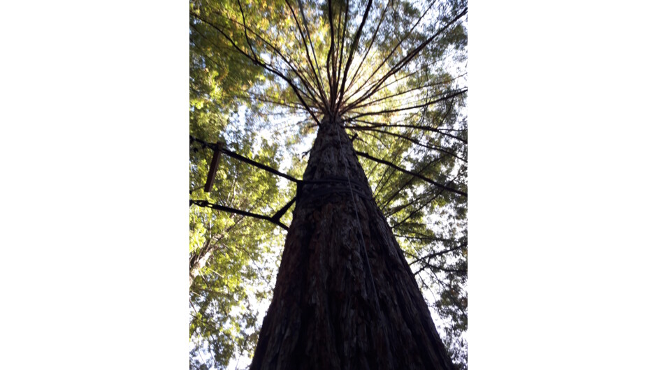 Redwood tree