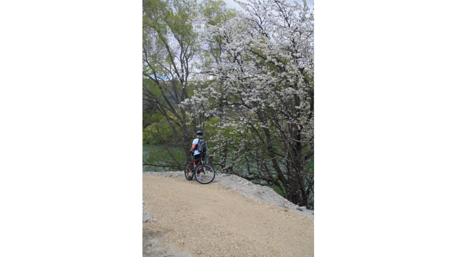 Spring on Clutha Gold Trail