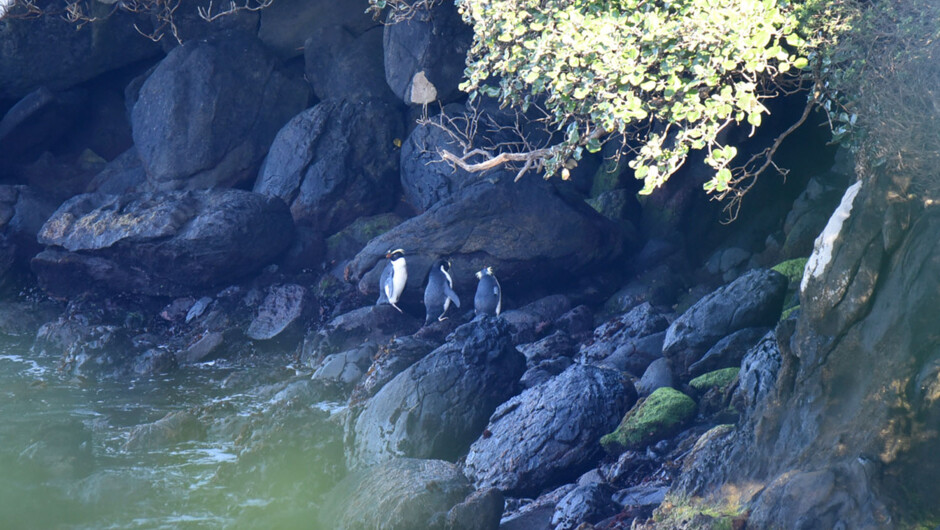 Penguins