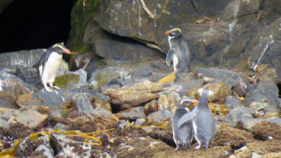 A lucky find - Fiordland crested penguin