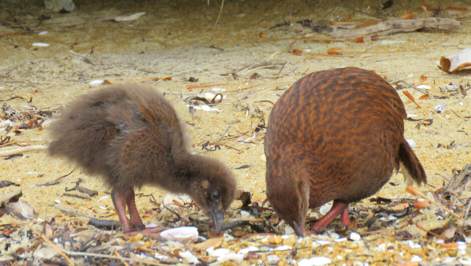 Weka with chick on Ulva Island.